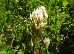 Castilleja parviflora albida
