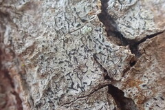 Alyxoria varia