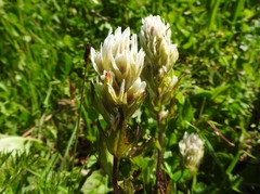 Castilleja parviflora albida