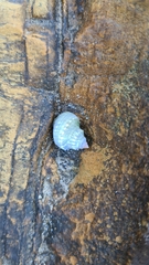 Nodilittorina pyramidalis