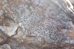 Alyxoria varia
