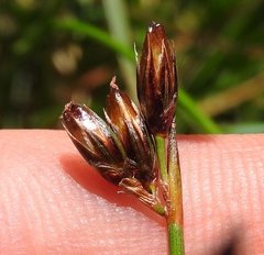Juncus drummondii