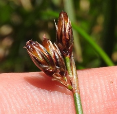 Juncus drummondii