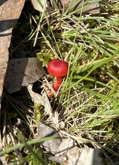 Hygrocybe miniata