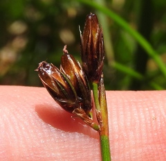 Juncus drummondii