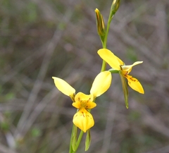Diuris aurea