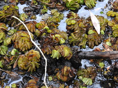 Salvinia molesta
