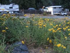 Achillea filipendulina