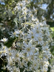 Olearia lirata