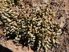 Selaginella densa scopulorum
