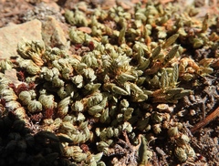 Selaginella densa scopulorum