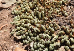 Selaginella densa scopulorum
