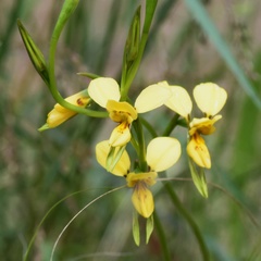 Diuris aurea