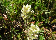 Castilleja parviflora albida
