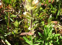 Castilleja parviflora albida