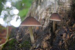 Pluteus