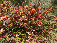 Daviesia brevifolia