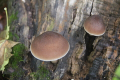 Pluteus
