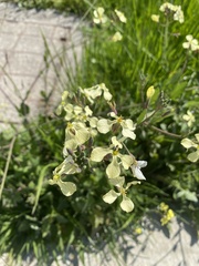 Raphanus raphanistrum