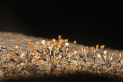 Stilbocrea gracilipes