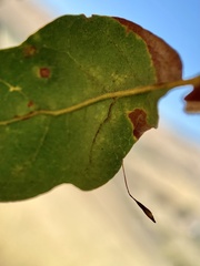 Andricus pedicellatus