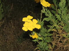 Achillea filipendulina