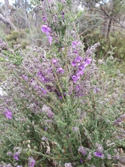 Prostanthera
