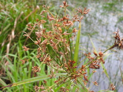 Rhynchospora corymbosa