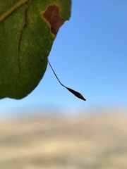 Andricus pedicellatus