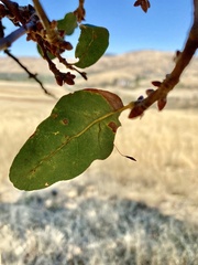 Andricus pedicellatus