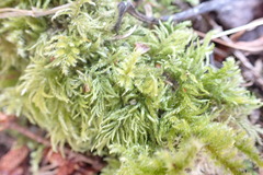 Kindbergia oregana
