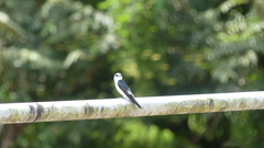 Tachycineta albilinea