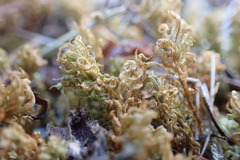 Plagiomnium venustum