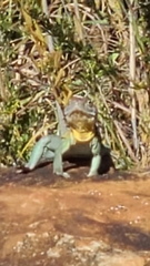 Crotaphytus collaris