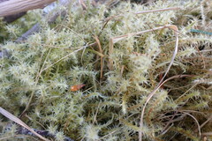 Rhytidiadelphus squarrosus