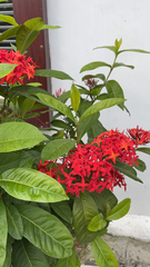 Ixora