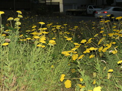 Achillea filipendulina