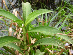 Persicaria attenuata