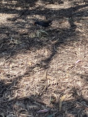 Gallinula tenebrosa tenebrosa