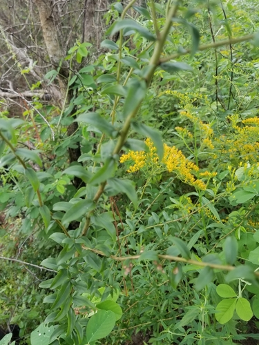 Solidago chapmanii image