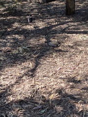 Gallinula tenebrosa tenebrosa