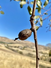 Andricus chrysolepidicola