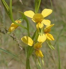 Diuris aurea