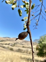 Andricus chrysolepidicola