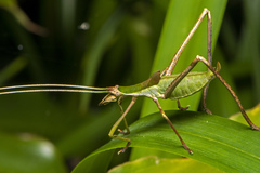 Anthophiloptera dryas