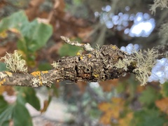 Andricus chrysolepidicola