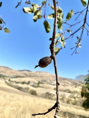 Andricus chrysolepidicola