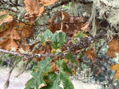 Andricus chrysolepidicola