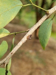 Oxyrhachis
