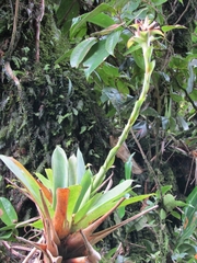 Werauhia hygrometrica